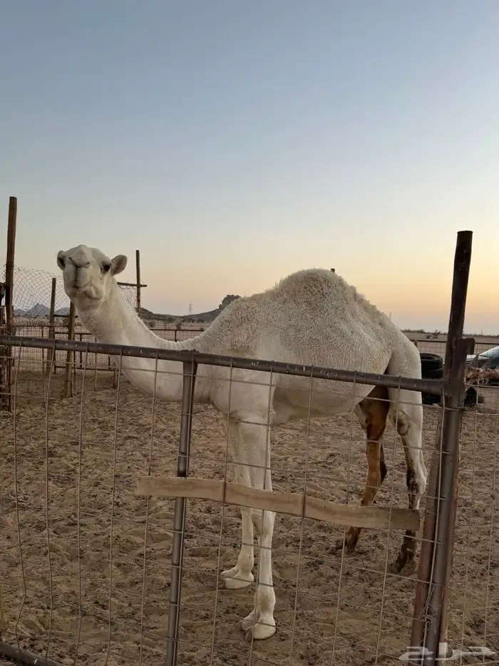 للبيع قعود كفو باتلي 0