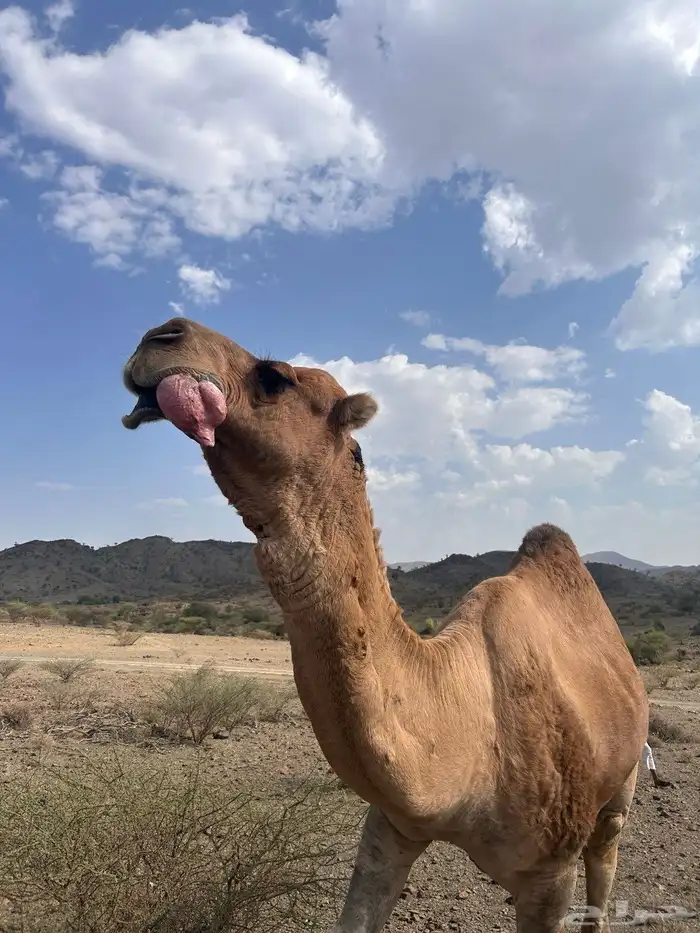 بعير للبيع 2