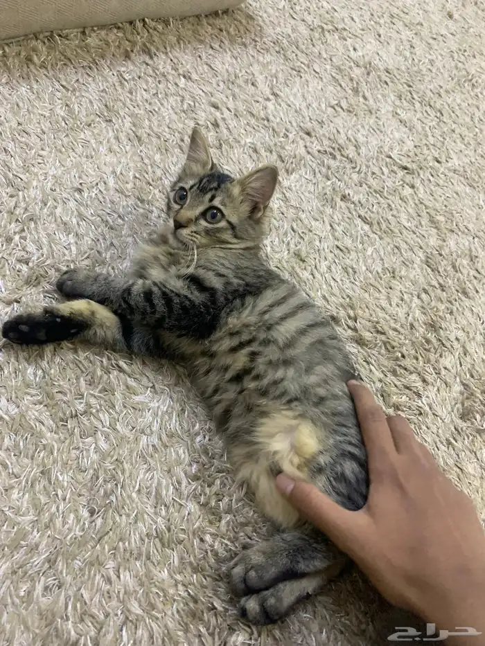 بسه 0