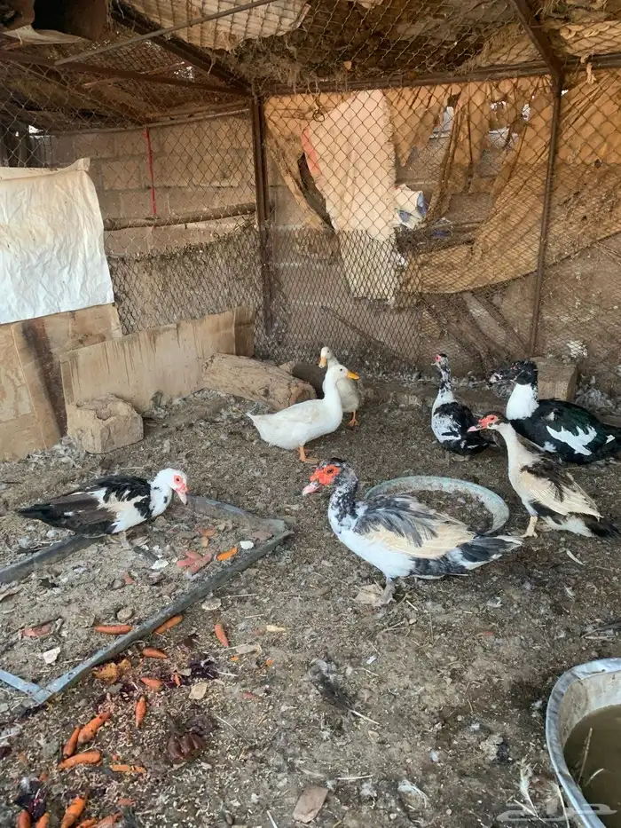 جوز بكيني والباقي سوداني الصحه شرط ماشالله 0