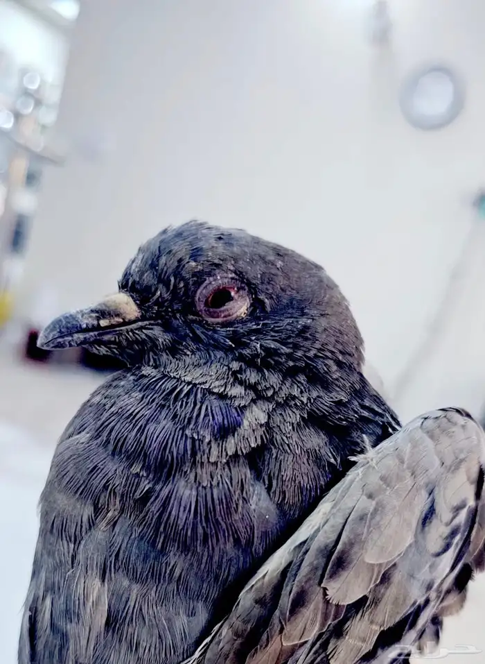 حمام مصابه الي يعرف ينقذها يجي يأخذها 0