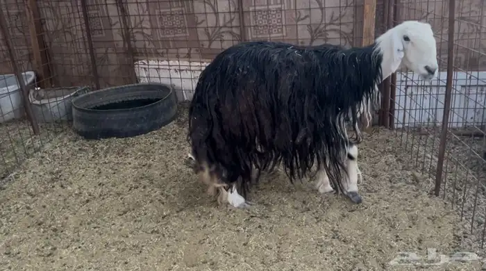 للبيع نعجه نجديه حايل شحم 0