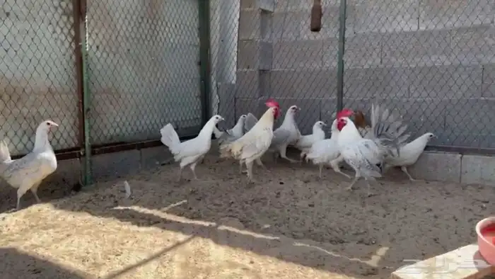 دجاج فيومي المنيوم 0