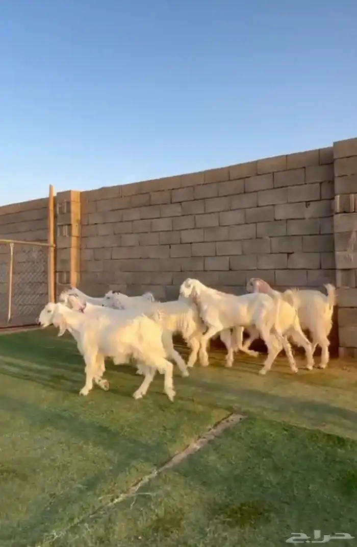 جفار بيض مصريات طقم 0