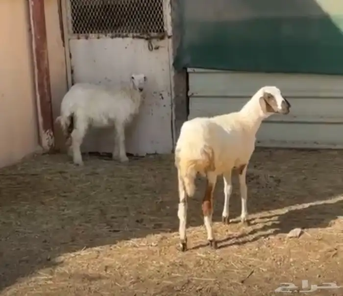 هرافى خروف ورخل 0