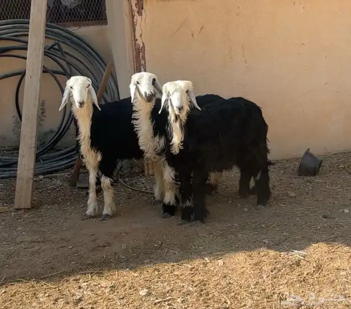 شياه جذعات متابيع وبهم نجد 3