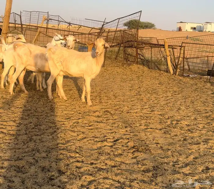 ماعز السنين المعروفه بالحليب الوافر 0
