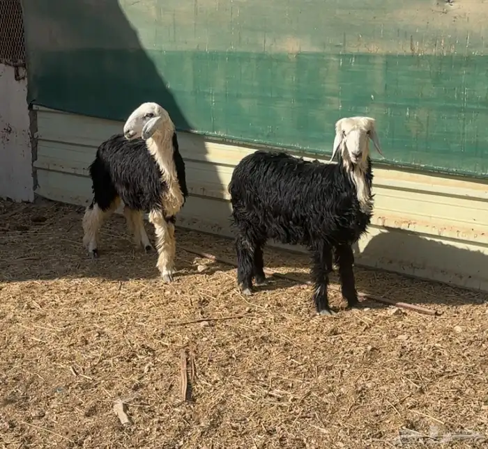 شياه جذعات متابيع وبهم نجد 6