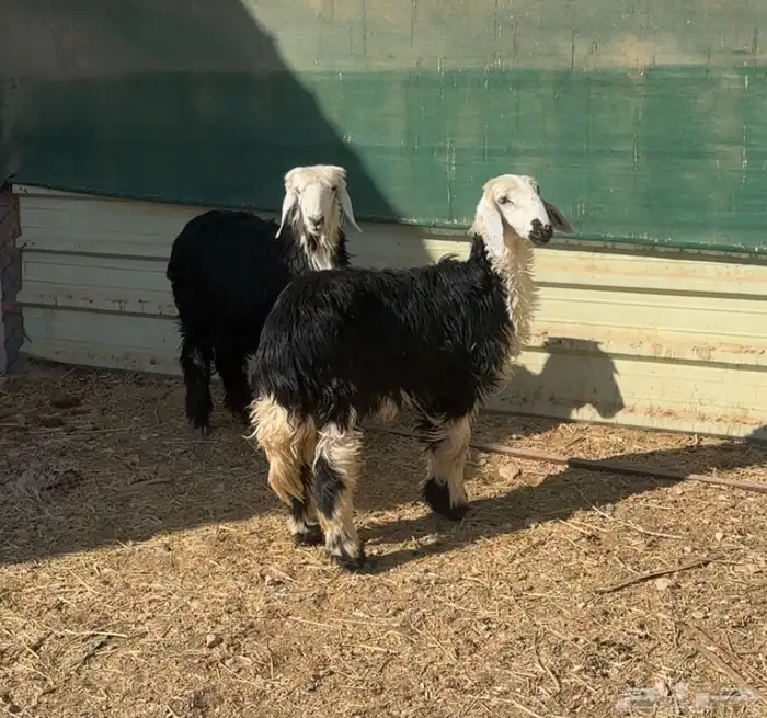 شياه جذعات متابيع وبهم نجد 4