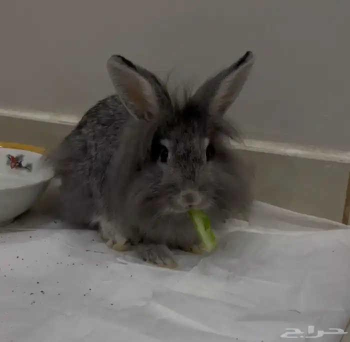 ارنب منزلي فصيله نيذرلاند 0