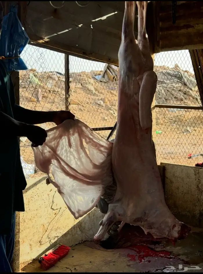 سواكن مرابي علف نظيف ولحم 1