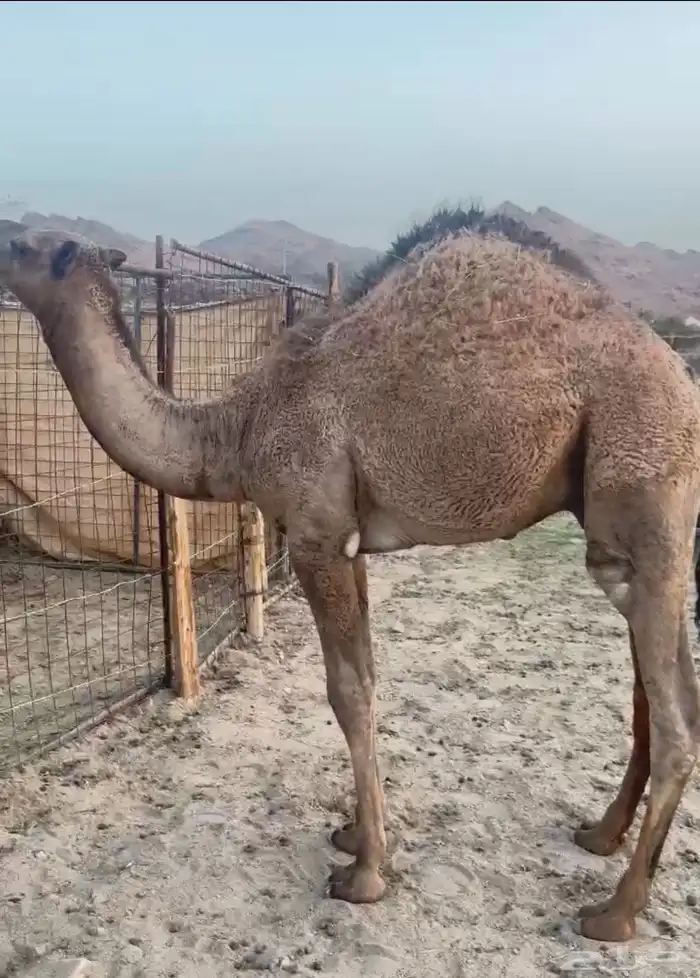 قعدان وبكار للبيع كفو التواصل اتصال 2