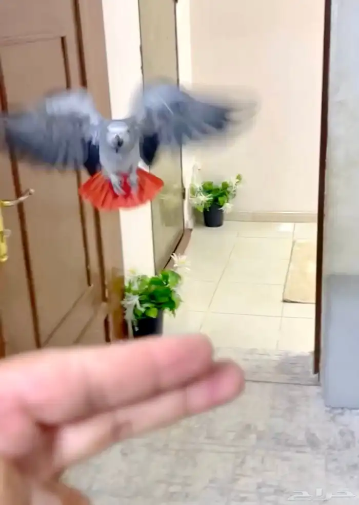 كاسكو ثلجي هدد 3