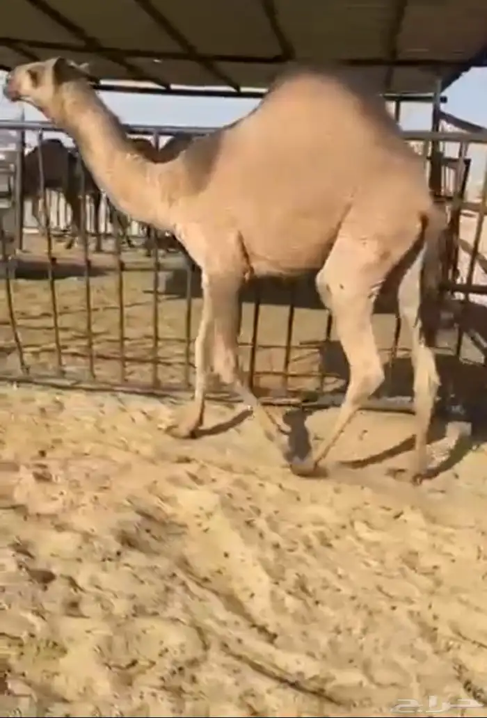 قعدان وبكار للبيع كفو التواصل اتصال 0