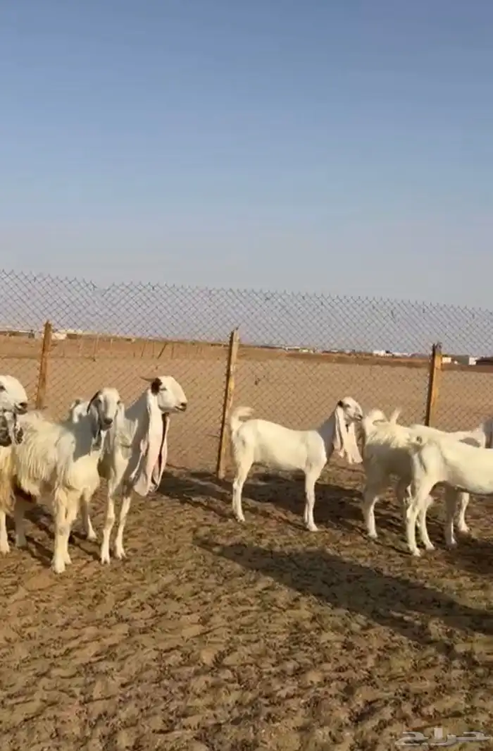 معزا بيض صنف 3