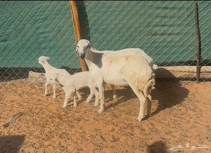 شياه جذعات متابيع وبهم نجد 0