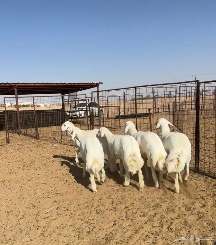 مشاريع فحول حري صنف عدد 5 6