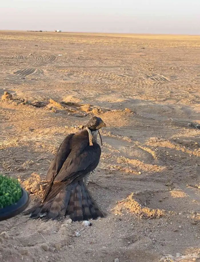 اسبر للبيع لايجي الا الصامل كبير حجم 0