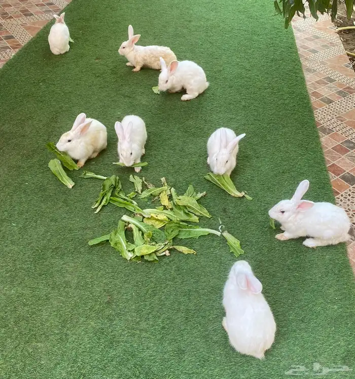 ارانب للبيع العدد 10 6