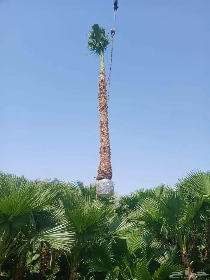 يوجد لدينا نخيل عربي ووشنطني أمريكي جميع المقسات 3