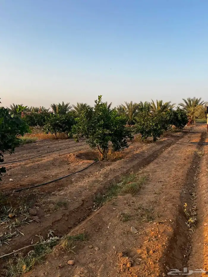 اشجار حمضيات مثمره يوسف برتقال ابو صره ليمون تين عنب جوافه و 9