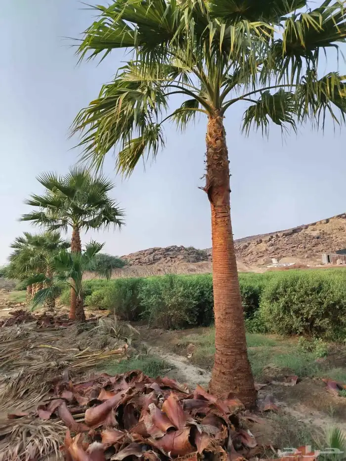 نخل للبيع جميع لانواع 7