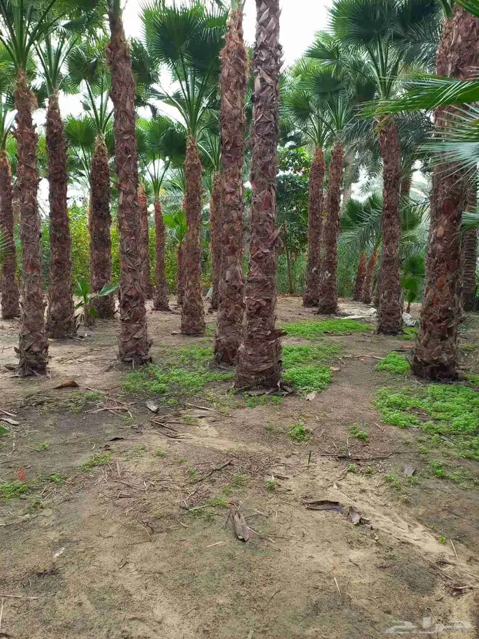 يوجد نخيل للبيع عربي واشنطن 1