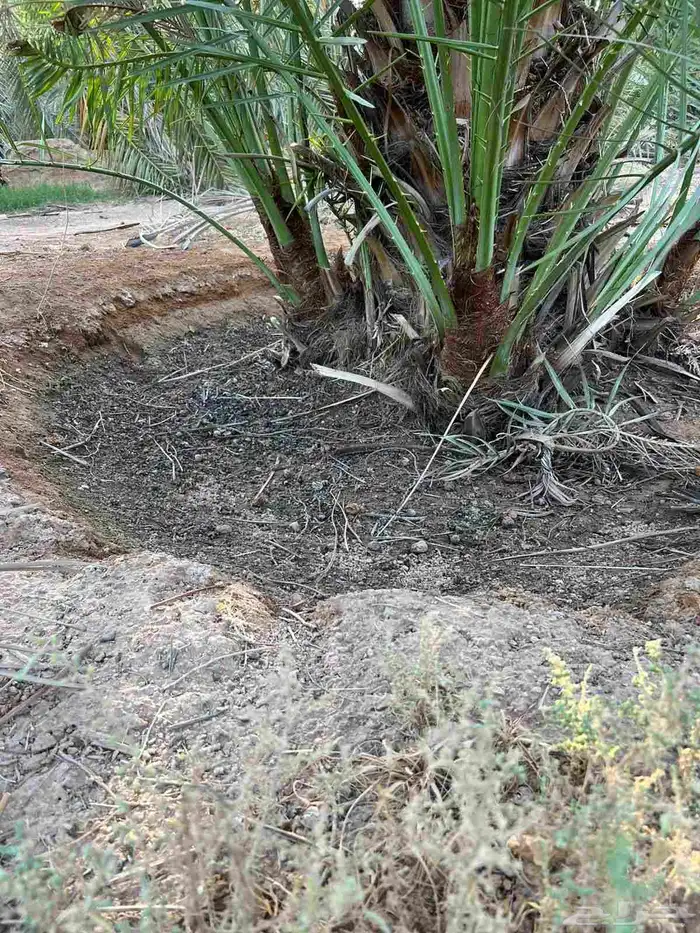 فروخ خضري نظيفه وعلى الشرط وفروخ مشكلات 4