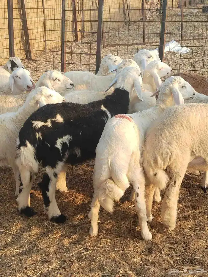 ذبايح الميزان الراقي 4