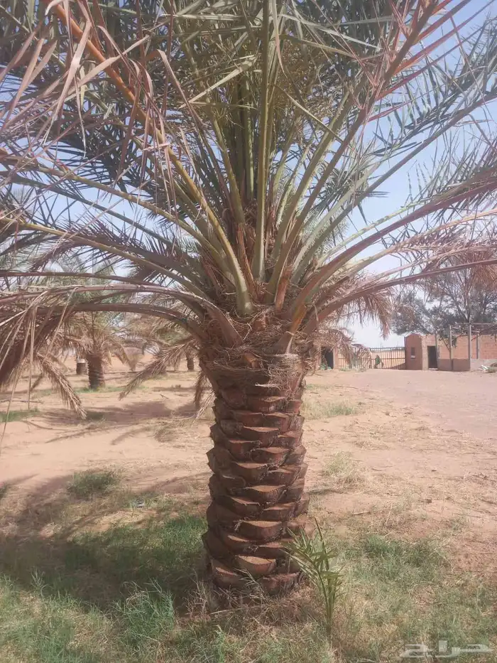 نخل للبيع نخيل فاخر نقايل فسايل صقعي سكري هلالي شيشي خلاص غر 3