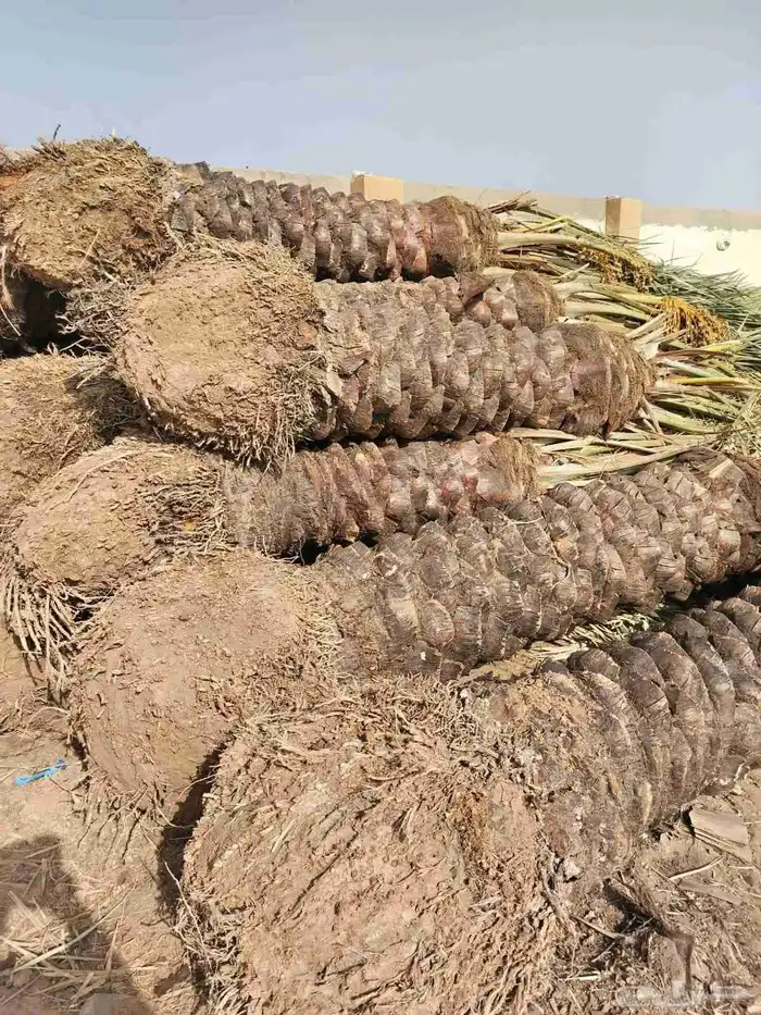 نخل للبيع جميع لانواع 17