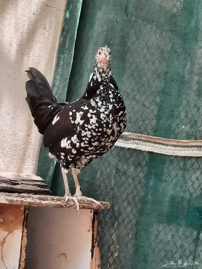 دجاج ماكنتوش 0