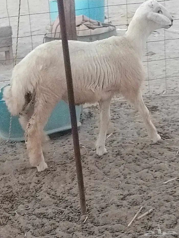 ذبايح الميزان الراقي 5