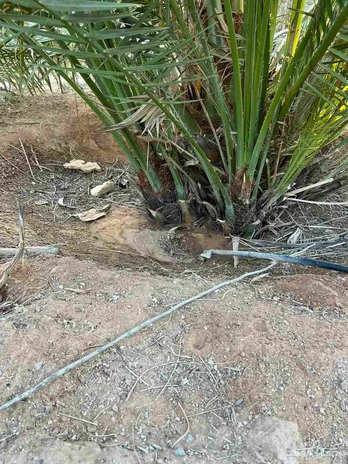 فروخ خضري نظيفه وعلى الشرط وفروخ مشكلات 2