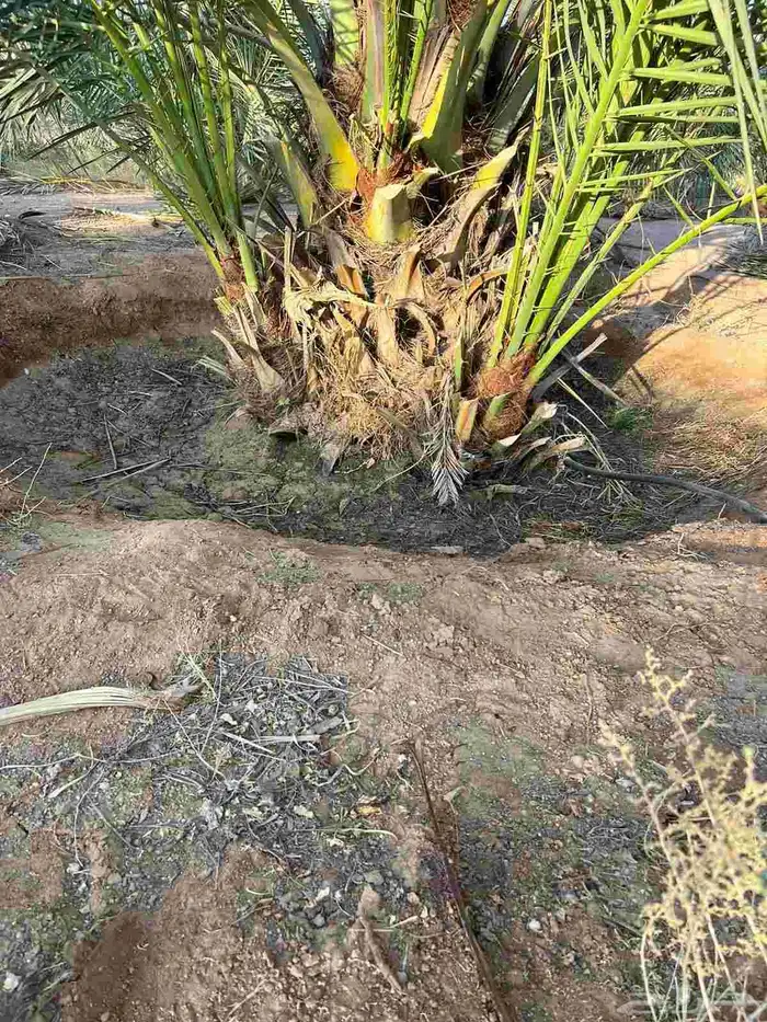 فروخ خضري نظيفه وعلى الشرط وفروخ مشكلات 5