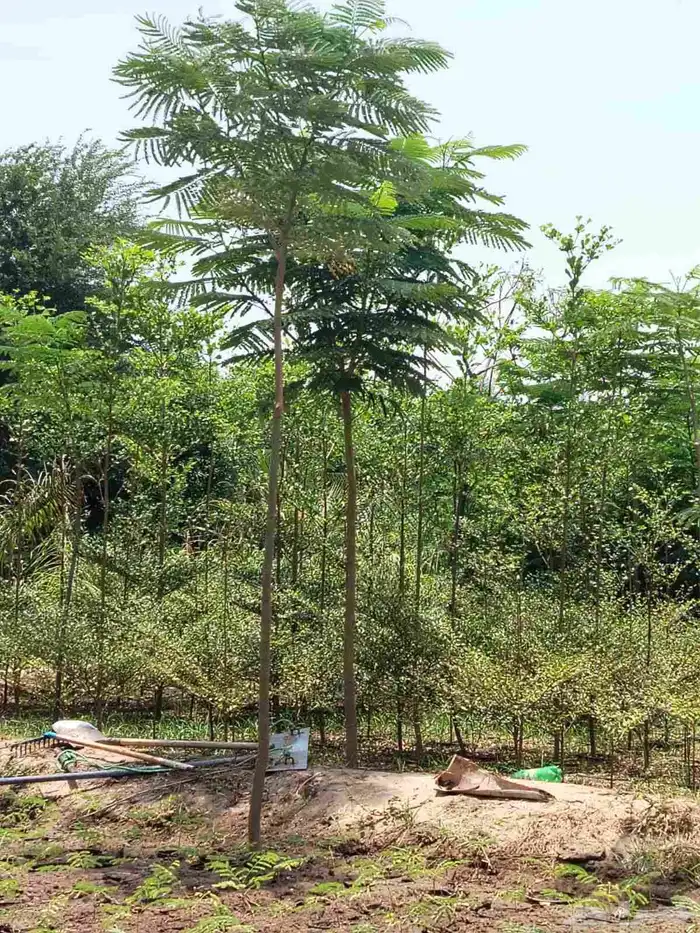 نخل للبيع جميع لانواع 19