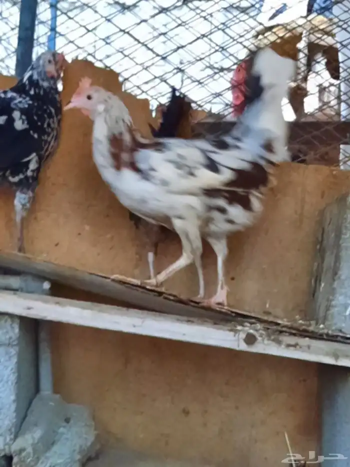 دجاج ماكنتوش 1