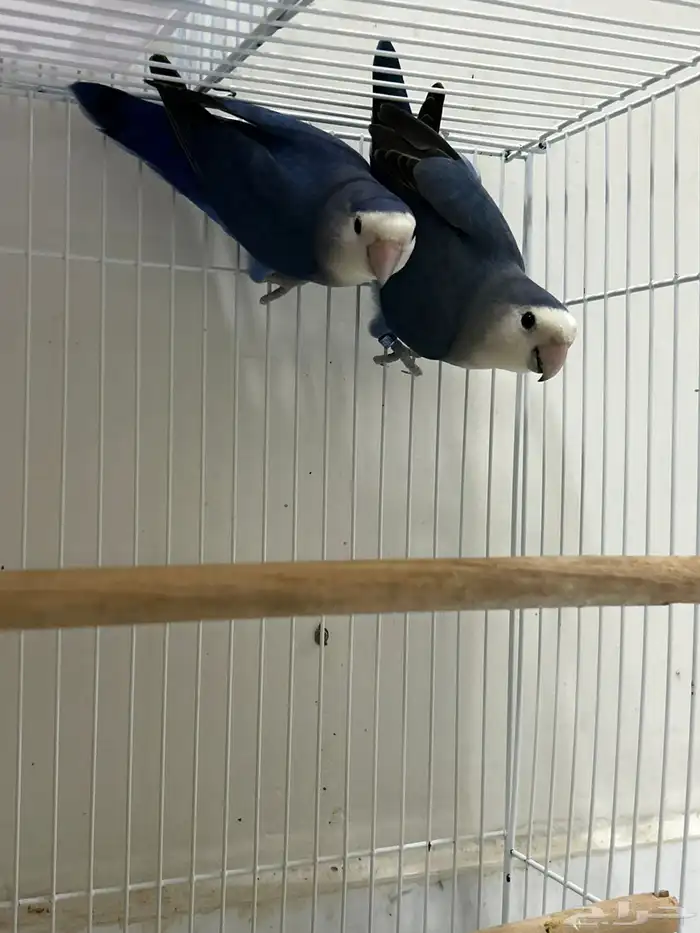 للبيع روز منتج 0