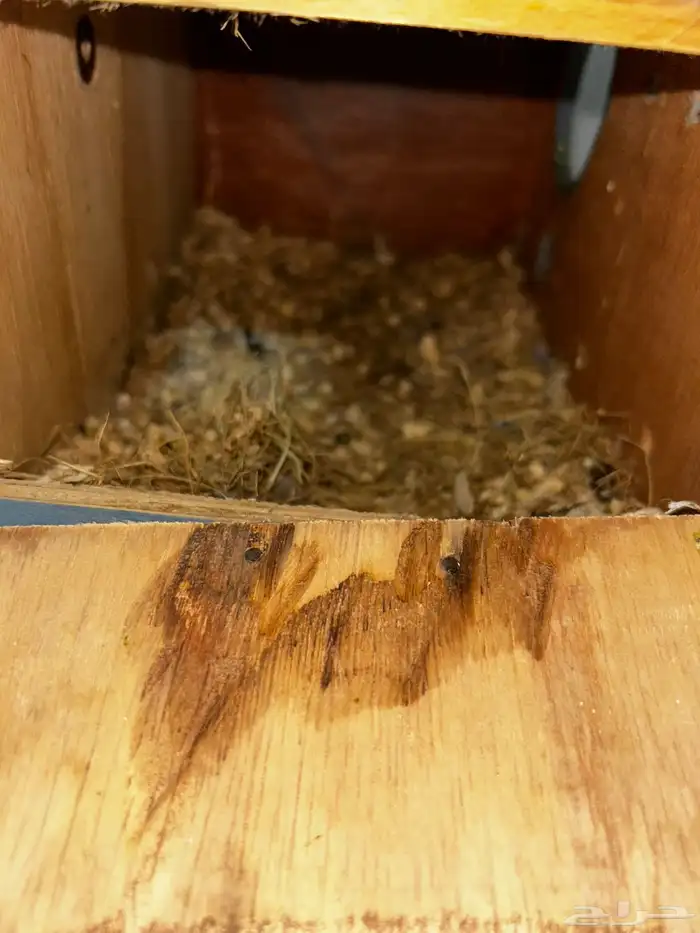 للبيع روز منتج 2