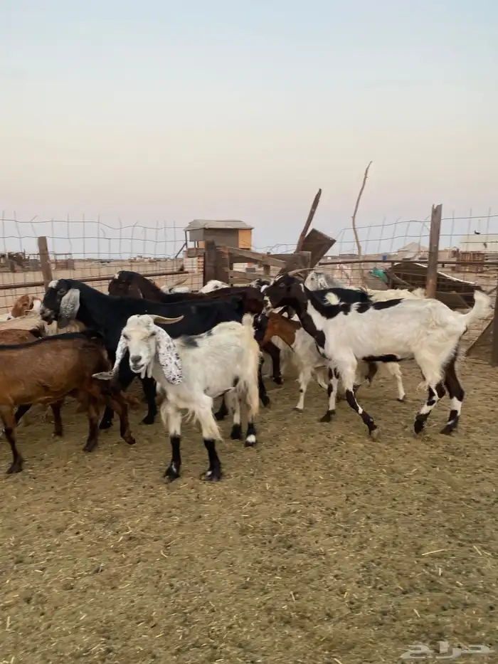 للبيع معزا مصريات وعوارض وحريات بالفحل مضاريع ودفيع 10