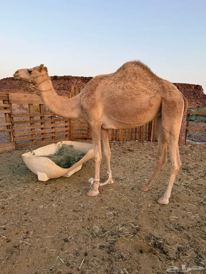 بكره حره بكر 0