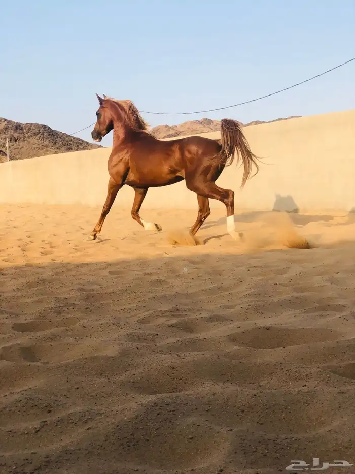 حصان للبيع 0