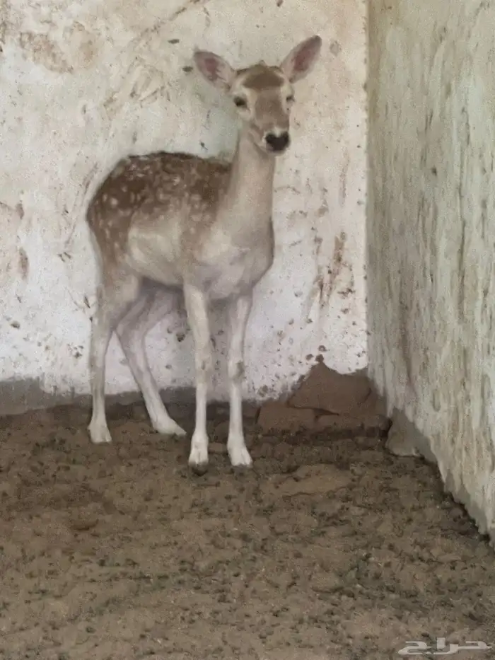 هولىنديات 0