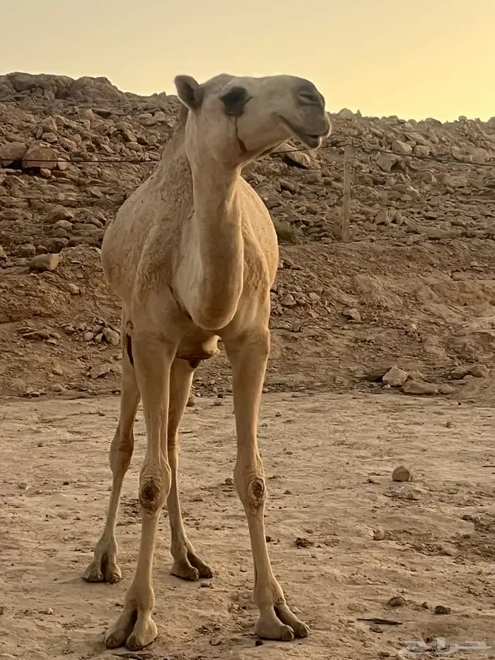 ابل للبيع 2