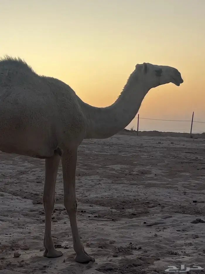 ابل للبيع 1