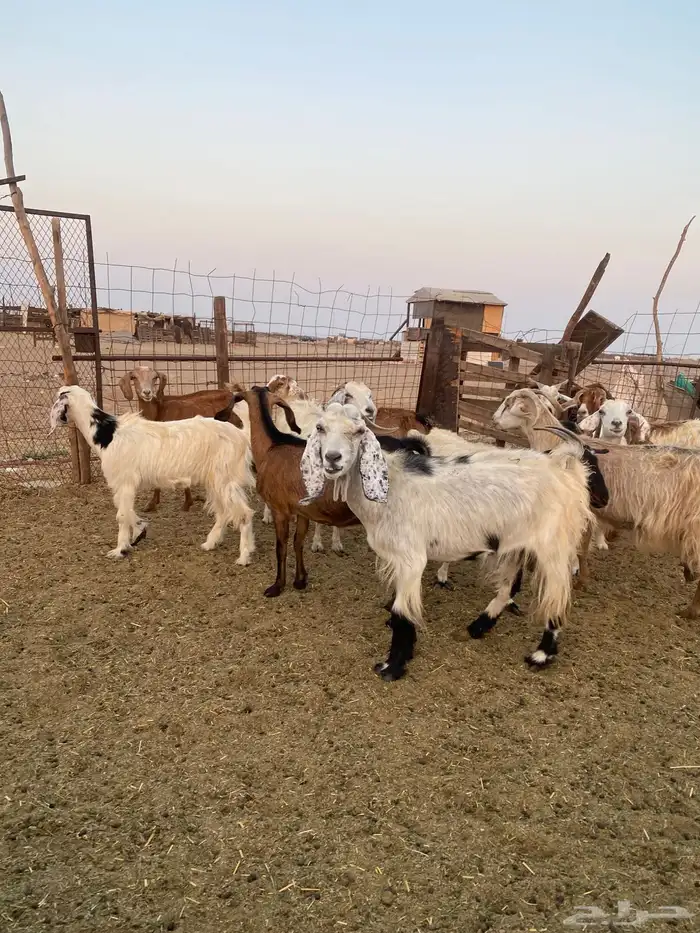 للبيع معزا مصريات وعوارض وحريات بالفحل مضاريع ودفيع 13