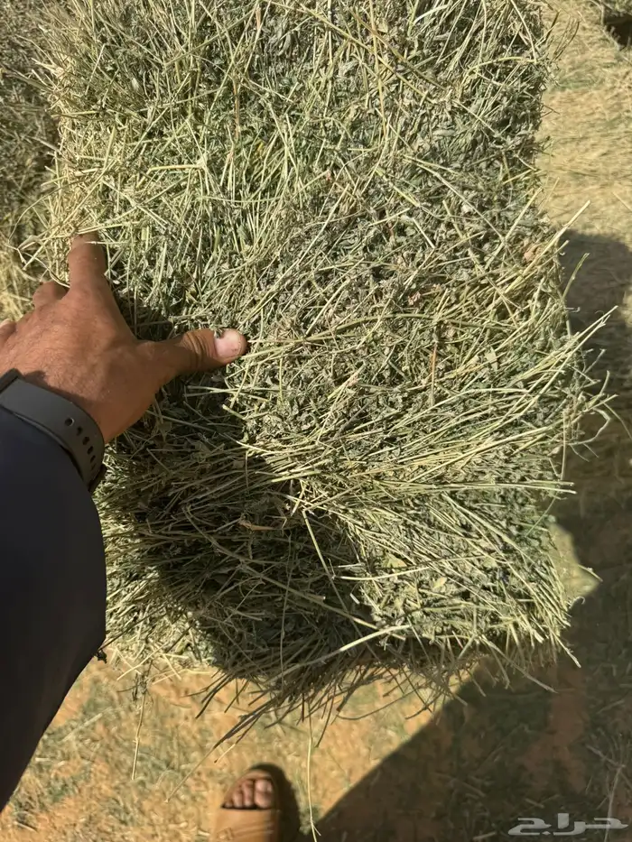 اعلاف ابو نجم الشراري 4