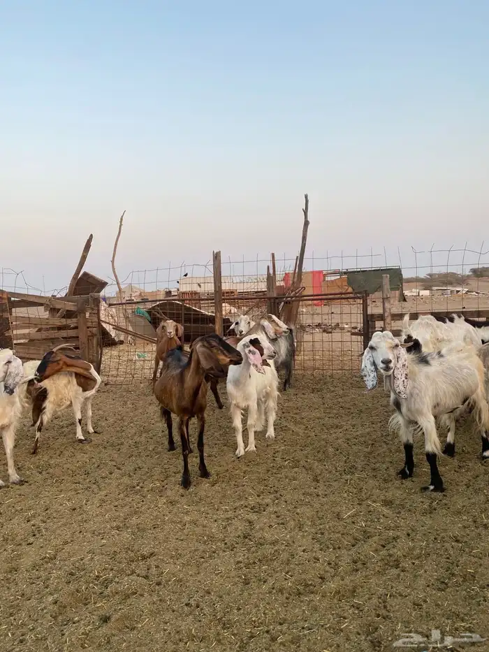 للبيع معزا مصريات وعوارض وحريات بالفحل مضاريع ودفيع 5