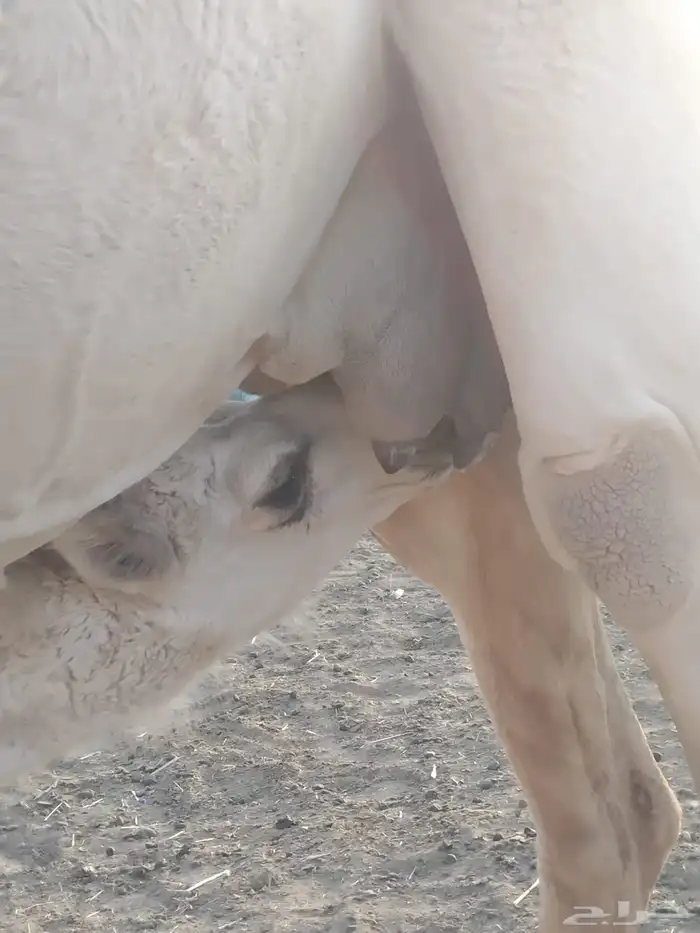 انياق عشاير 6