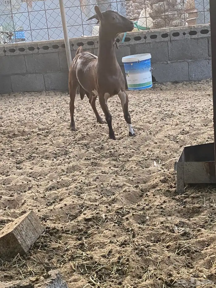 ذبايح 0